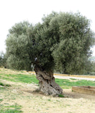 New! Early Harvest Nocellara  UP Extra Virgin Olive Oil IOO895: Italy