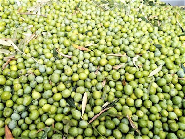 Greece Harvest Kalamata Reserve Olive Oil IOO266