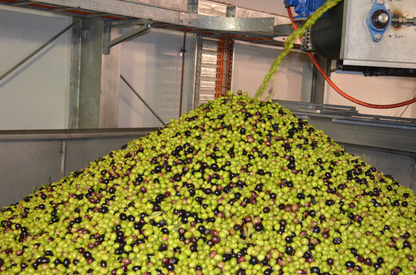 New! Early Harvest Cobrançosa UP Extra Virgin Olive Oil Nov 2022