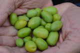 Estate Reserve #2  Ultra Premium - Peru March 2025 ioo087