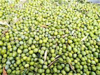 New! Portugal Harvest  - Lentrisca  Extra Virgin Olive Oil   IOO562 High Phenol Content!