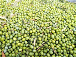 New! Portugal Harvest - Galega  Extra Virgin Olive Oil   IOO584