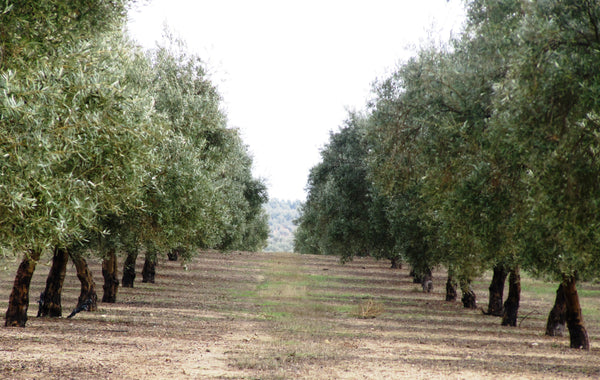New! Early Harvest Oliana  UP Extra Virgin Olive Oil Nov 2022 IOO965 Portugal