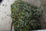 Rosemary Fused Olive Oil